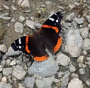 red admiral 8-2