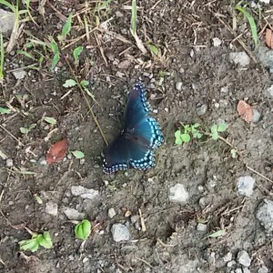 red spotted purple 8-2